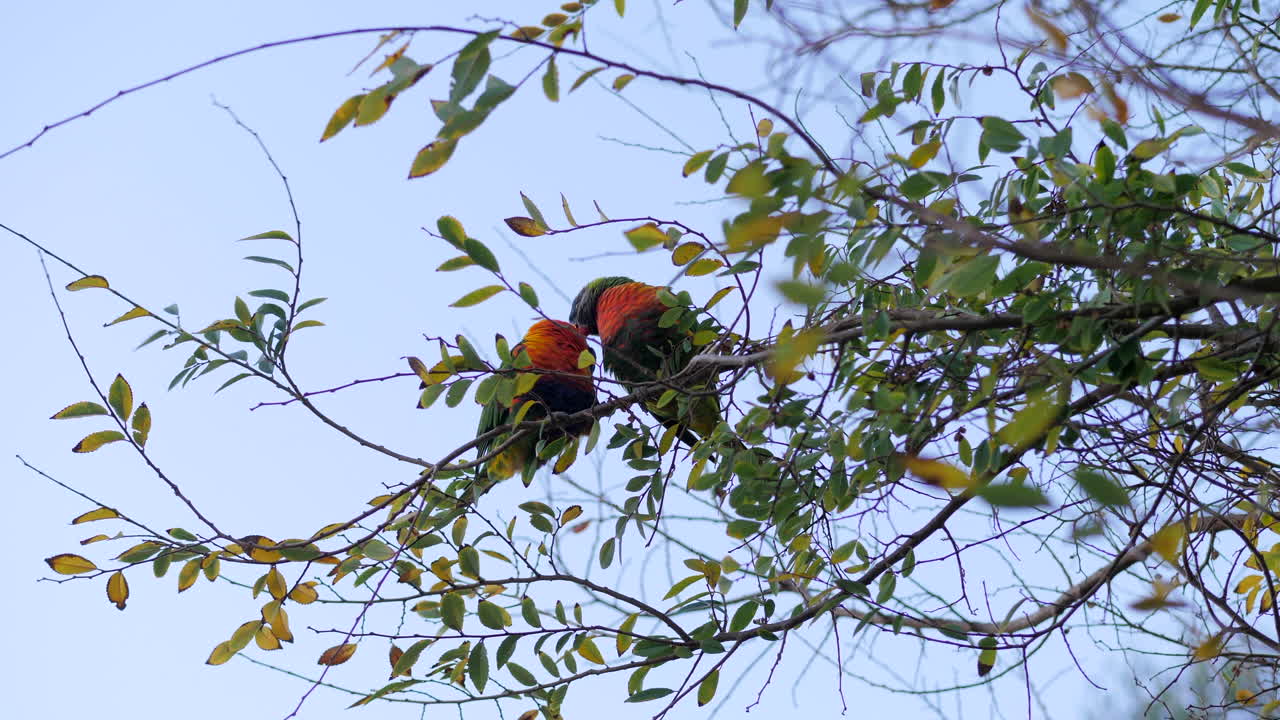 padres de lorikeet arcoíris alimentando a los jóvenes con comida regurgitada, cámara lenta