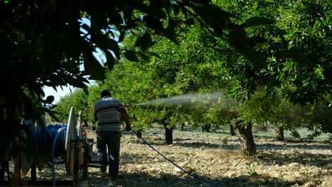 Man-sprays-trees