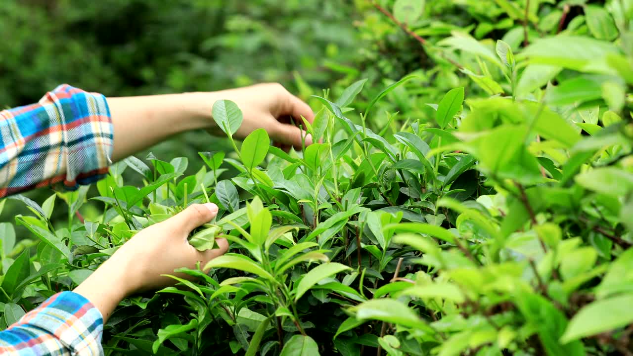 Farmer hands picking tea leaves in spring