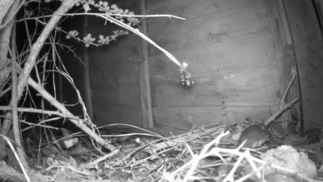 ratón de madera comiendo en el lado derecho de la cámara