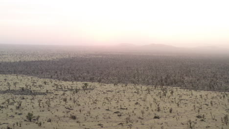 Expansive-view-of-a-Joshua-Tree-forest-under-a-hazy-sky,-highlighting-the-sparse-distribution-of-trees-and-the-vastness-of-the-desert-environment