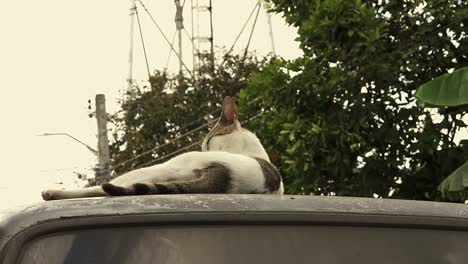 El-Gato-Callejero-Que-Toma-El-Sol-Se-Lame-Encima-Del-Techo-De-Un-Automóvil-Estacionado