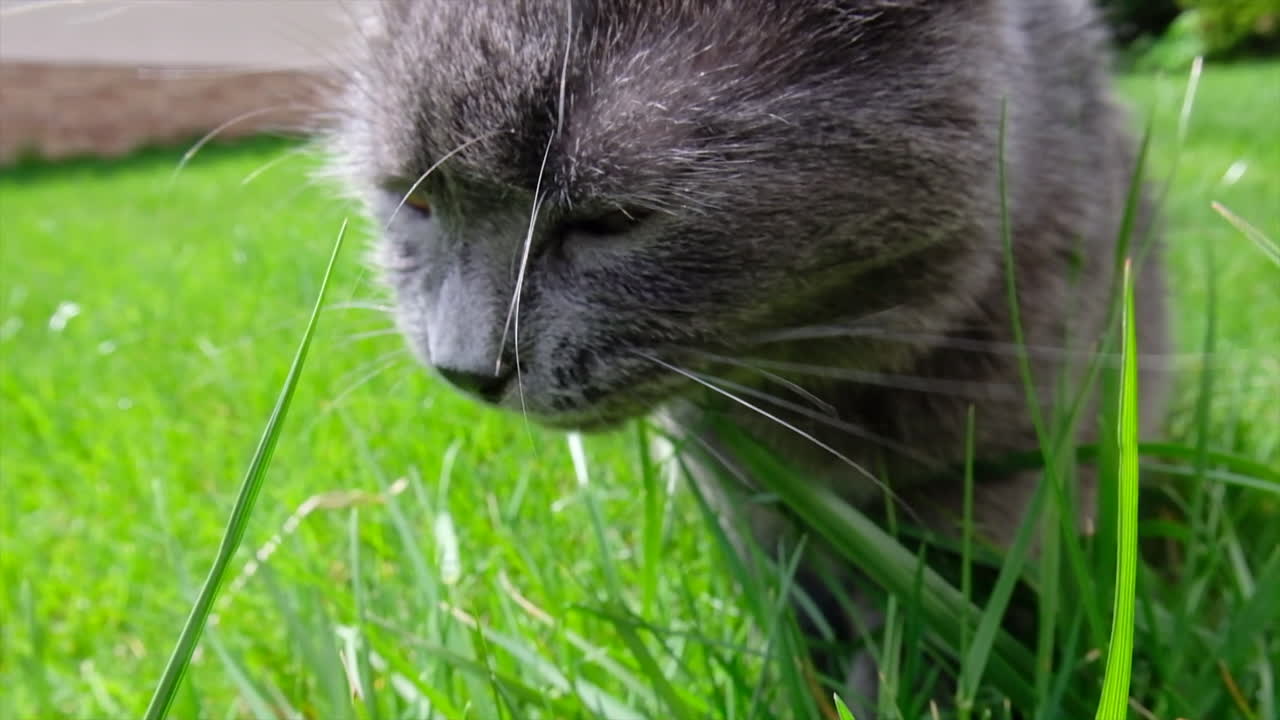 Close up of a British Shorthair cat in a garden