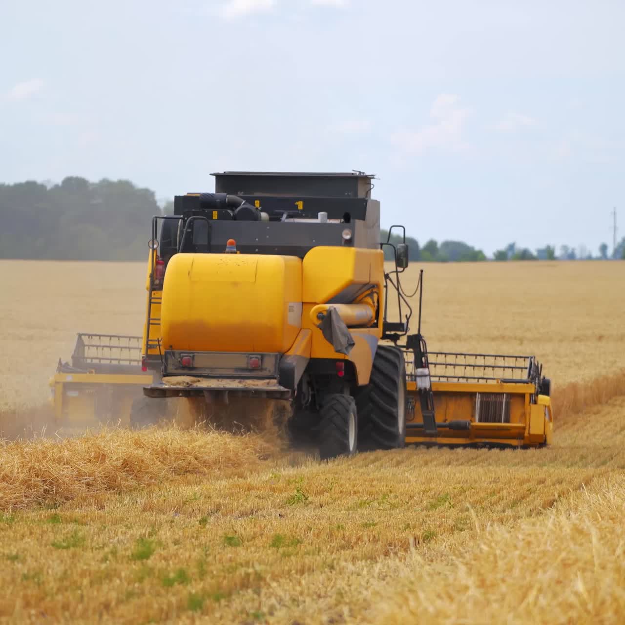 Combine harvesting a ripe field. New combine harvester working on a wheat field. Yellow harvester machine collecting the ears of wheat. Yellow field with crop. Back view