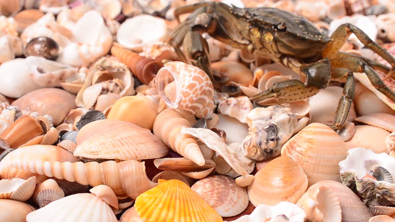 Live crabs. Shooting of crabs