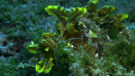 un hermoso verde vibrante y rinopias amarillas balanceándose suavemente entre los corales blandos y algas en el fondo del océano