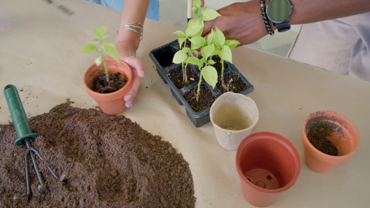 La cazzuola sta allentando la zolla, le mani stanno trapiantando le piantine in vasi di terracotta per un laboratorio.