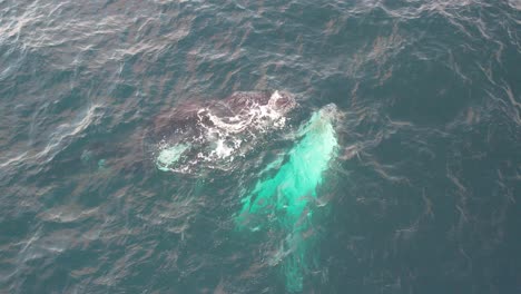 humpback whales swimming under the sea in australia