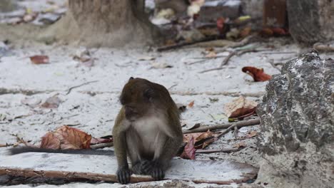 monkey sits and eats amidst fallen leaves