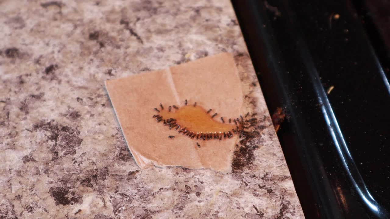 hormigas comiendo veneno en el mostrador junto a la estufa en cartón marrón