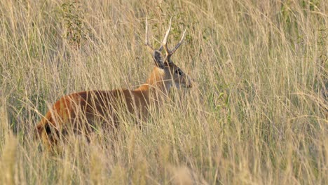 alert marsh deer stag in tall grass of marsh area in pantanal