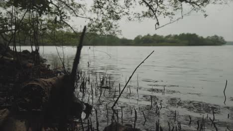 Static-shot-of-a-shore-on-the-lake-with-water-plants,-trees-and-the-forest-in-the-background-during-calm-waters-in-the-evening