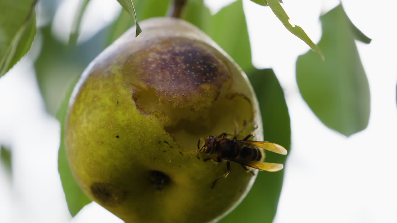 avispa chaqueta amarilla comiendo una pera podrida mientras cuelga de una rama de árbol a fines del verano