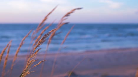 Idyllic-view-of-empty-Baltic-sea-coastline,-yellow-grass-in-foreground,-white-sand-seashore-dunes-and-beach,-coastal-erosion,-climate-changes,-golden-hour-light,-closeup-shot