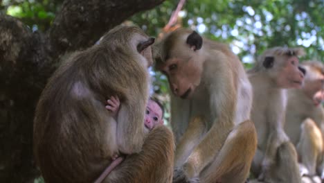 mother and baby monkey