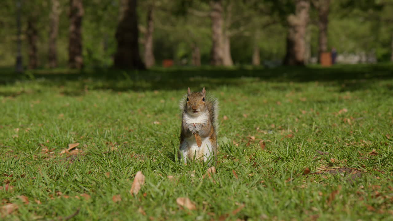 Scoiattolo che mangia noci a Green Park, Westminster, centro di Londra.
