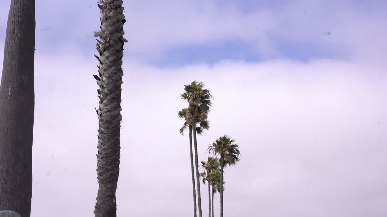 Palm Trees at tropical beach