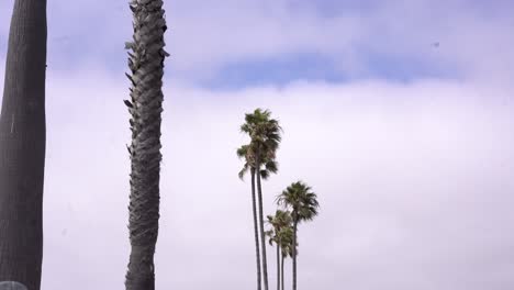 palm trees at tropical beach