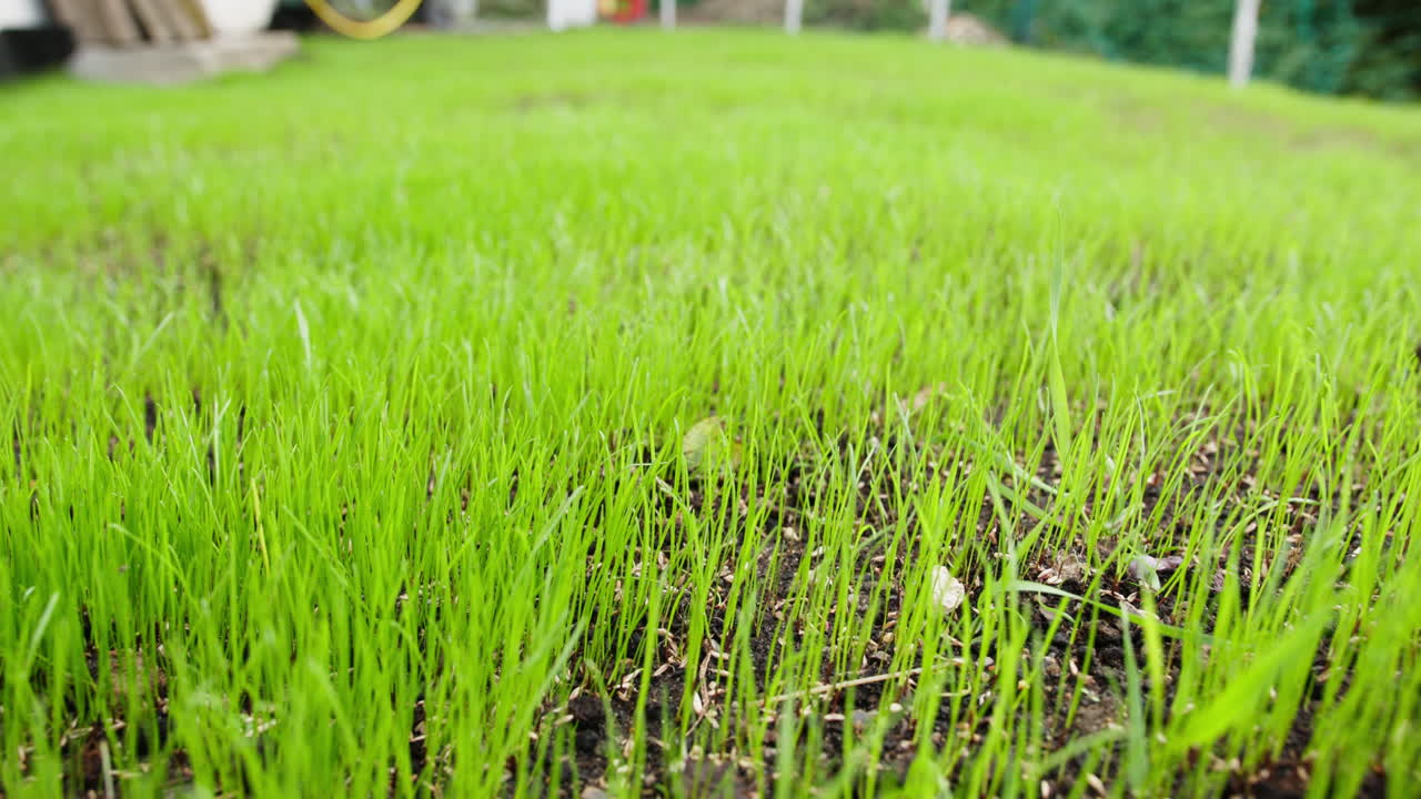Handheld close up shot of free grass growing in the background.