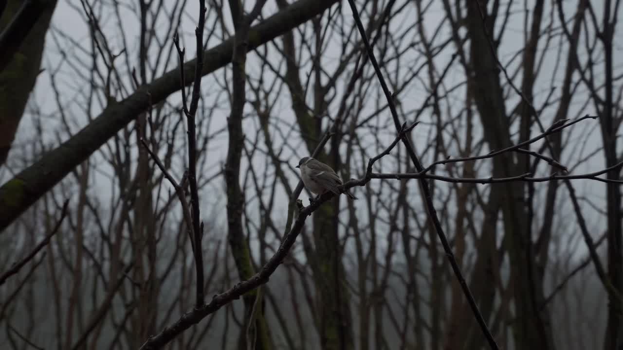 Small bird resting on a bare branch in a melancholic winter forest, capturing a serene and evocative moment that embodies nature's tranquil beauty and quiet solitude
