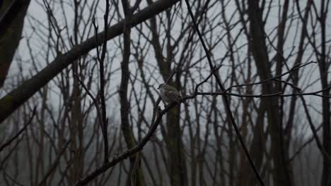 small bird resting on a bare branch in a melancholic winter forest, capturing a serene and evocative moment that embodies nature's tranquil beauty and quiet solitude