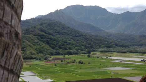 hawaii kauai hd 120fps boom up coconut tree in left of frame with fields and mountains in distance