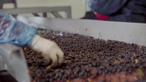 tres manos quitando restos de uvas despalilladas en la mesa de clasificación