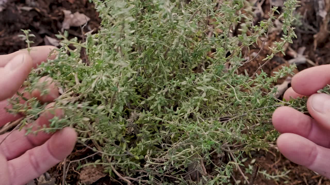 manos de la persona que tocan la planta de tomillo en el jardín