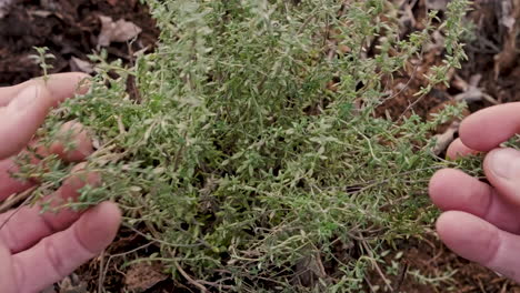 Person's-Hands-Touching-Thyme-Plant-At-The-Garden