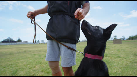 trainer feeding food to his dog 4k