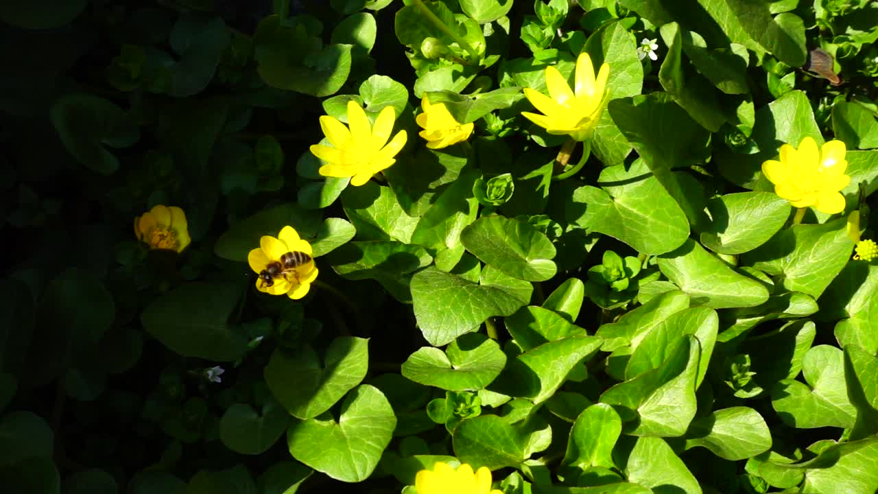 蜜蜂和鲜花。慢动作
