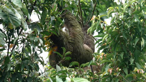 sloth enjoys native greens.