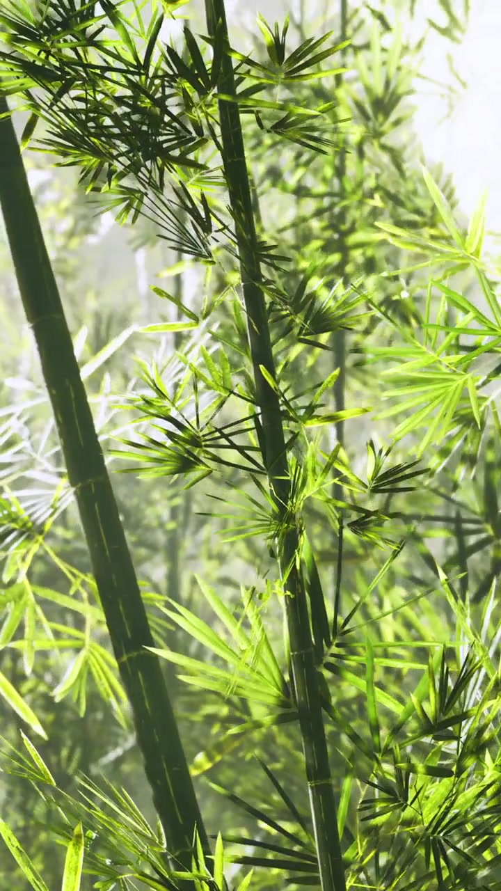 Piante di bambù verdi ondeggiano dolcemente nella brezza in una giornata di sole