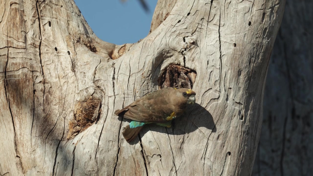 A Meyer's parrot perches at the entrance of its nest cavity in a dead tree, pausing to look around and survey its surroundings, Botswana wilderness.