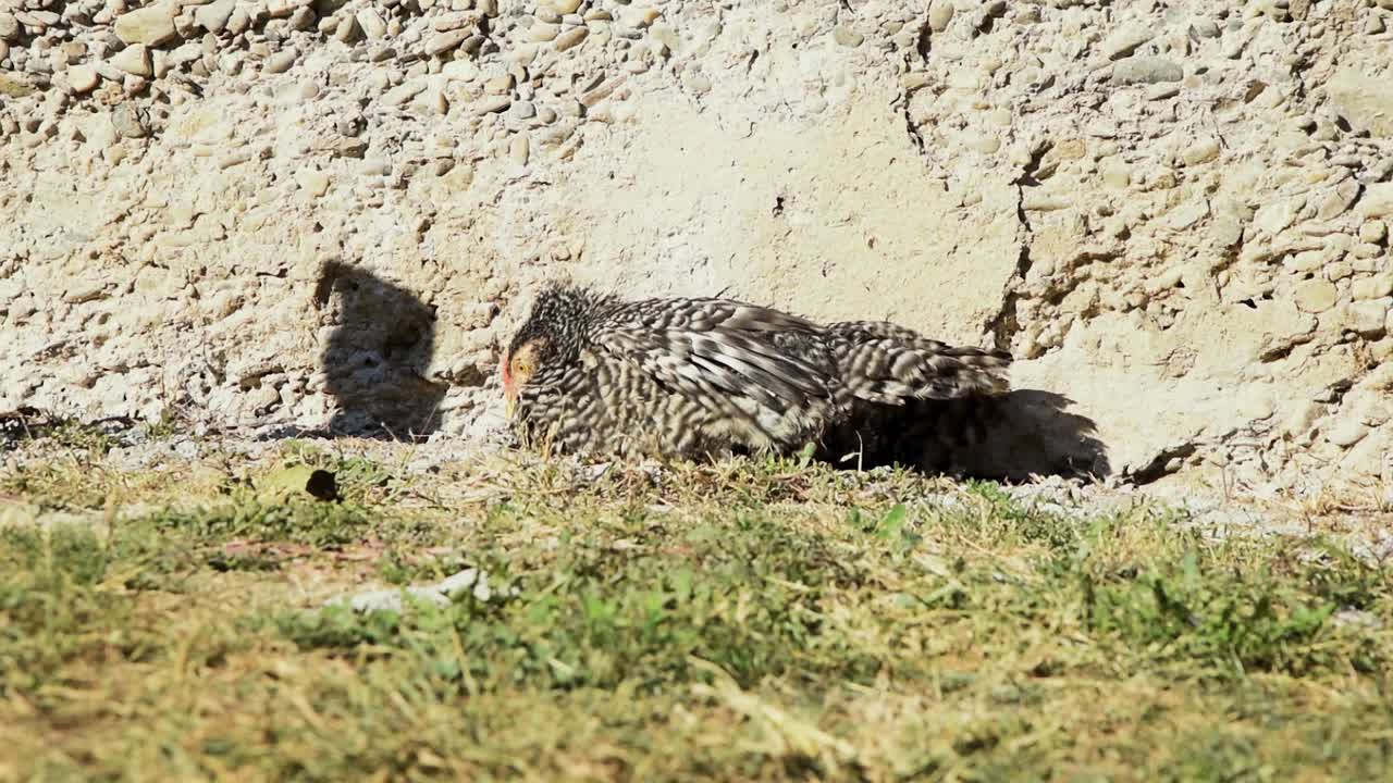 un pollo blanco y negro tendido junto a la pared ve un insecto caminar por la pared y lo picotea