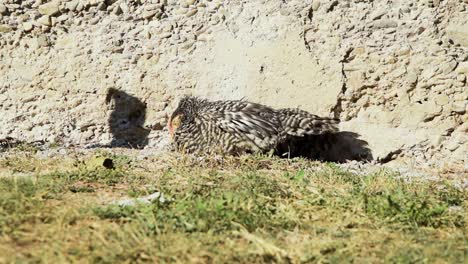 black-and-white-chicken-lying-beside-wall-sees-bug-walk-down-wall-and-pecks-at-it