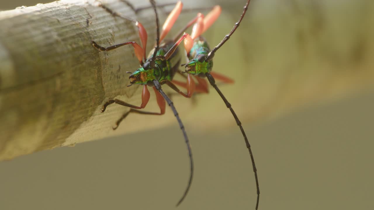두 페루 호랑이 딱정벌레 짝짓기