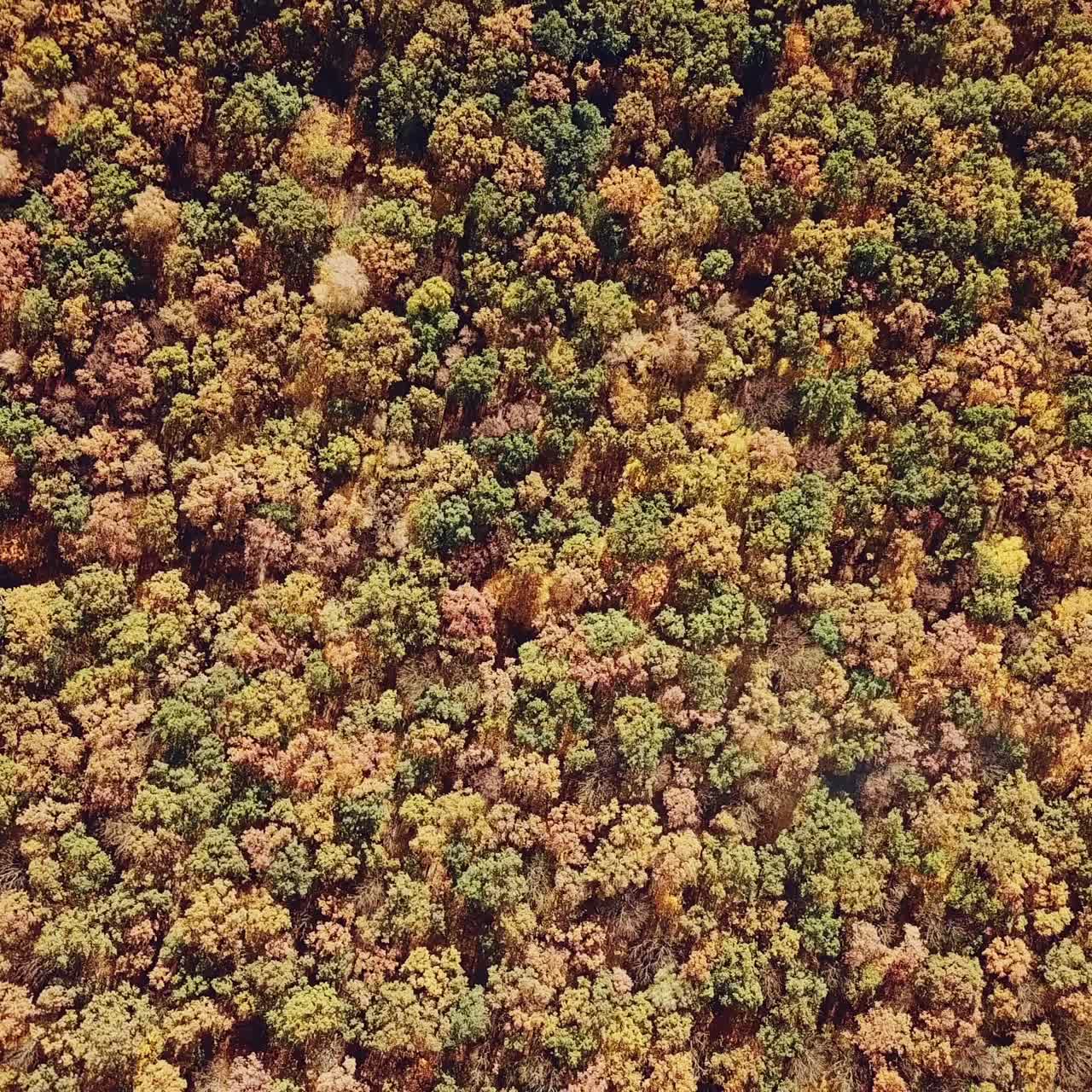scenic landscape of the yellow trees of the forest from aerial view. Camera motion around