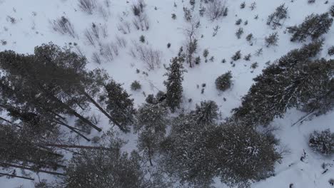 Außer-Kontrolle-Geratene-Elche,-Die-Durch-Verschneiten-Wald-Entkommen---Vogelperspektive-Aus-Der-Luft