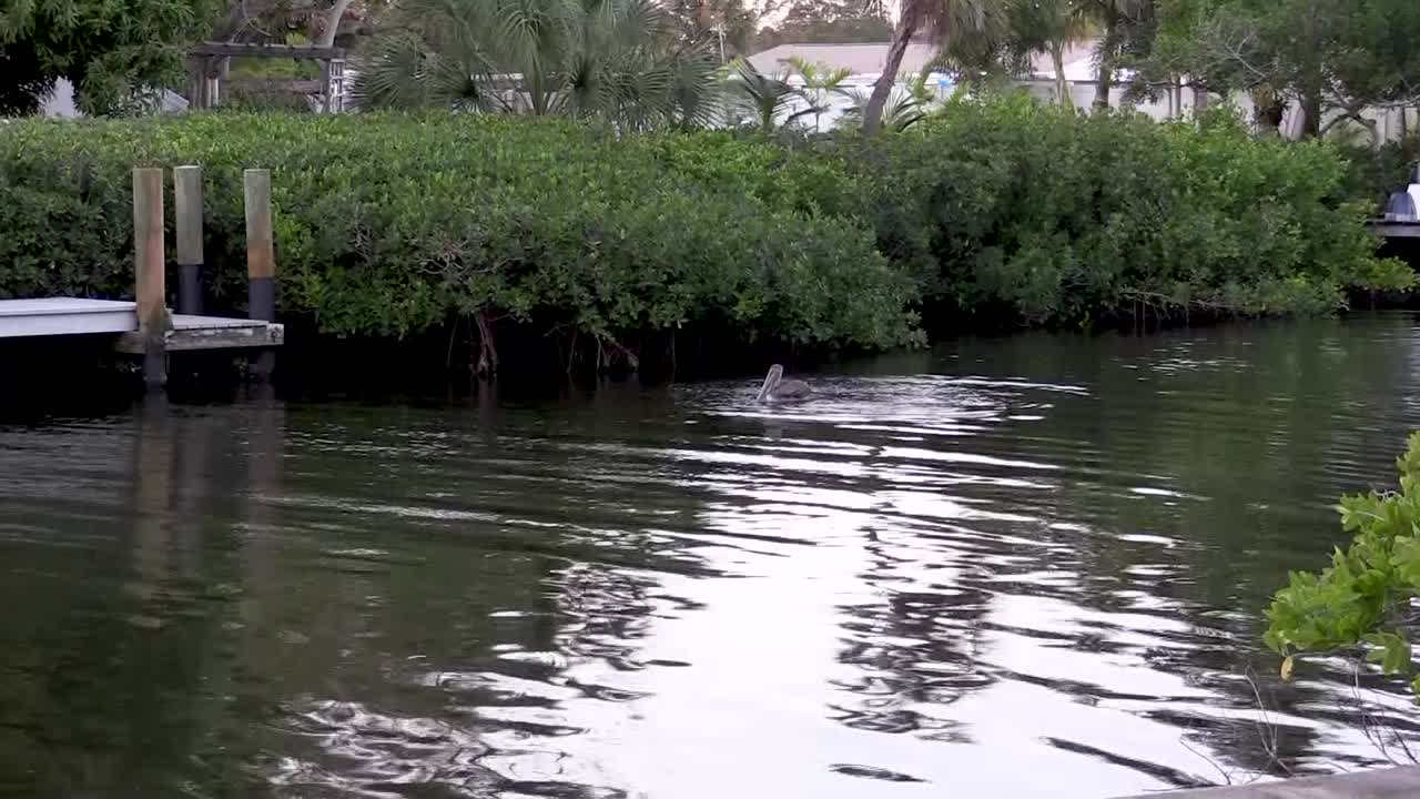 pelícano pardo buceando en busca de peces en el canal de florida