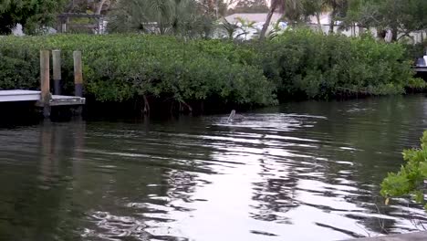 Pelícano-Pardo-Buceando-En-Busca-De-Peces-En-El-Canal-De-Florida