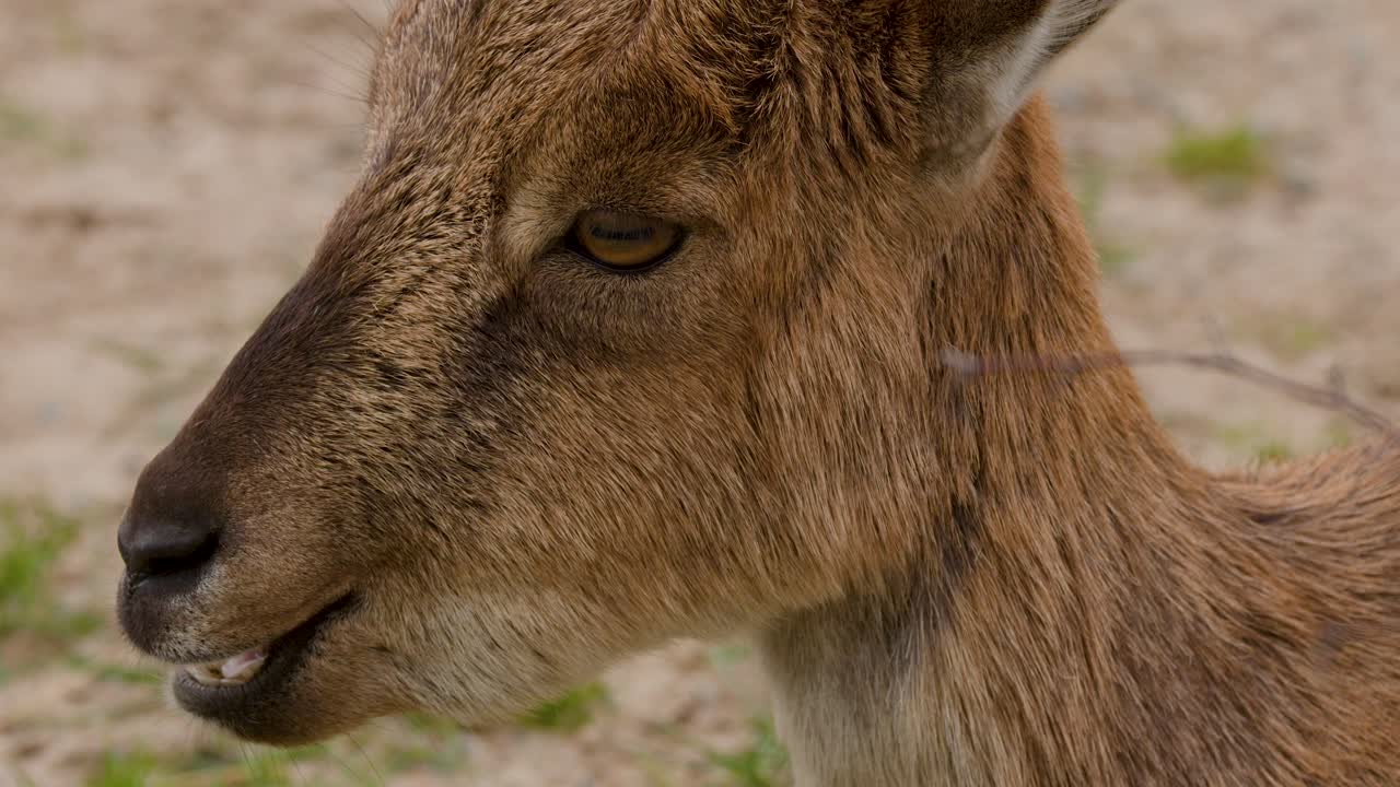 Mountain goat chewing, close-up profile, natural daylight, shallow depth, steady camera, outdoor enclosure