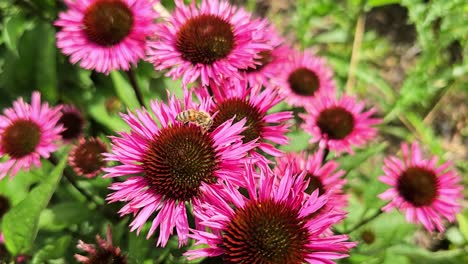 Hummel-Sucht-Pollen-Auf-Einer-Rudbeckia-Im-Sauerland