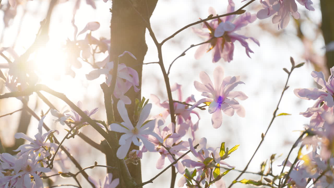 Close up of light pink Star magnolia flowers with the sun peaking through the tree branches
