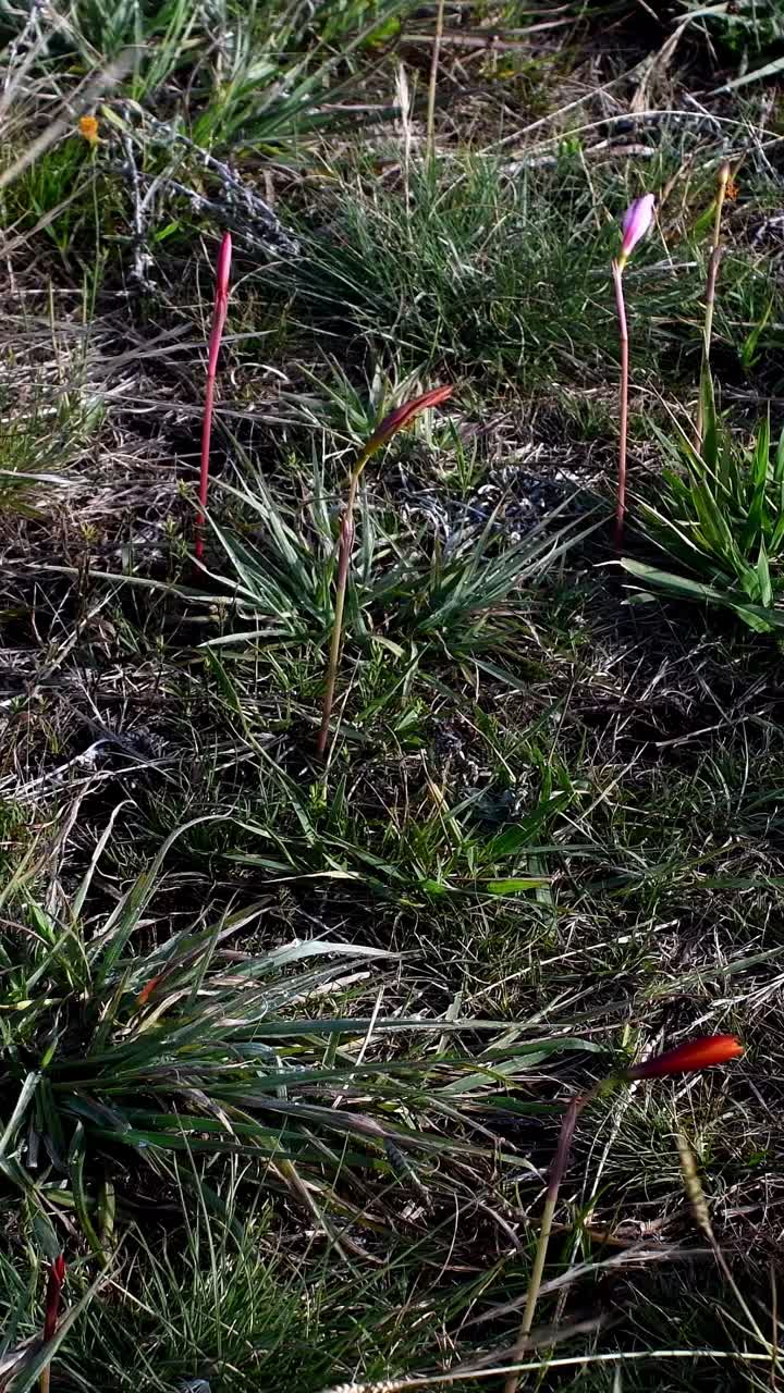 Fiori selvatici nella Sierra di Tandil, Argentina. Verticale, per dispositivi mobili