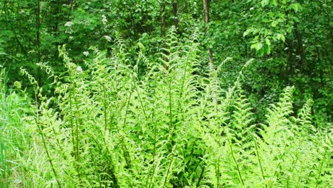 Sehr-Grüne-Farne-Im-Grünen,-Bunten-Wald