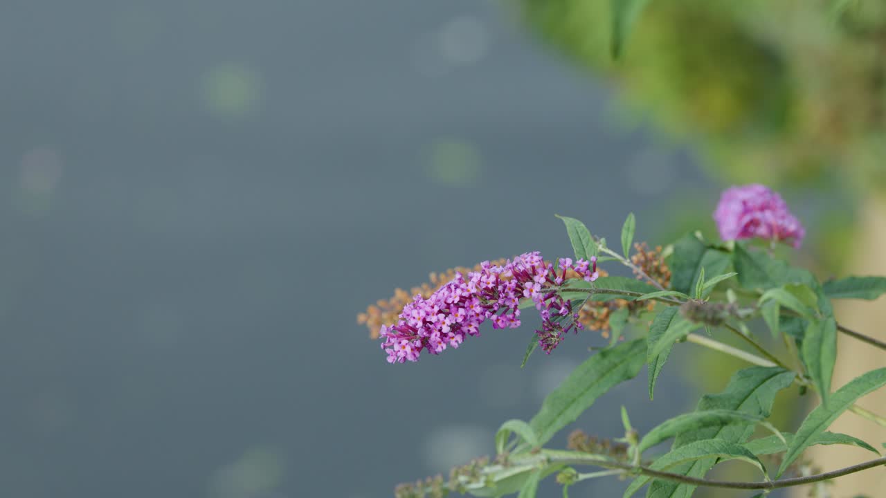 Purple flowers move in breeze, shallow depth of field, soft natural daylight, pond background