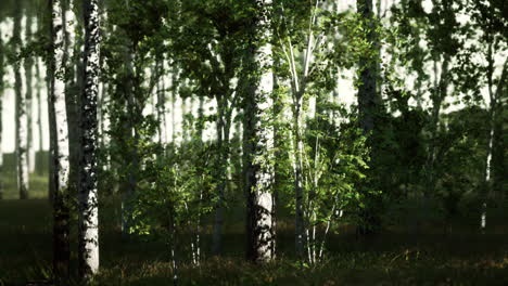un exuberante bosque de abedul con la luz del sol brillando a través de las hojas
