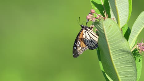 Una-Mariposa-Monarca-Tomando-El-Néctar-De-Las-Flores-De-Una-Planta-De-Algodoncillo