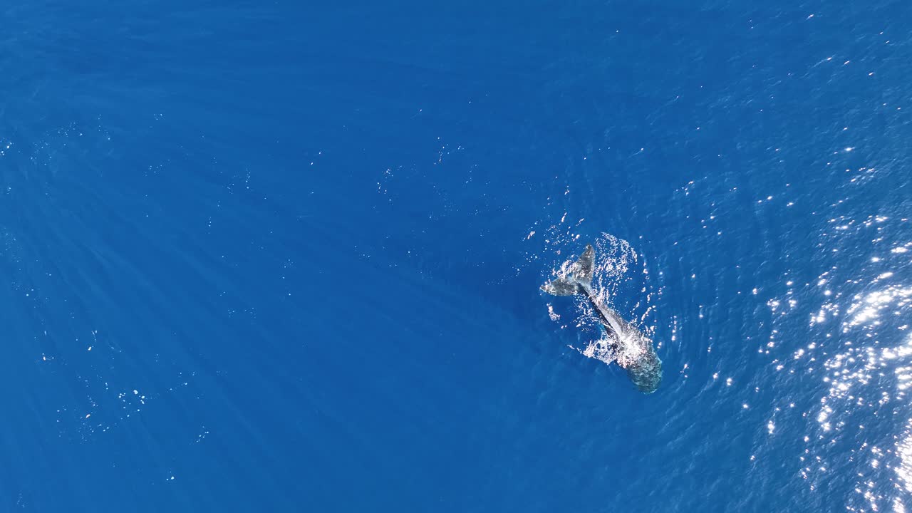 Humpback Whale Dive To The Bottom Of The Blue Sea In Moorea, French Polynesia